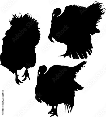 three turkes silhouettes on white