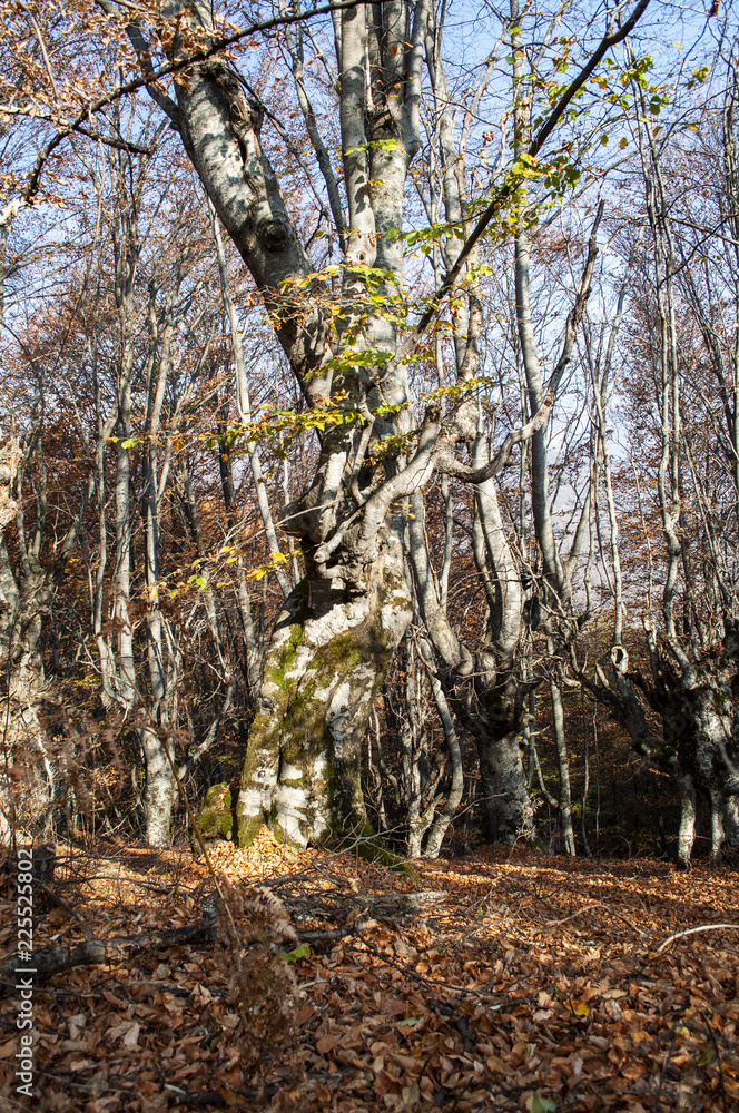Beautiful autumn forest landscape Beautiful autumn forest landscape