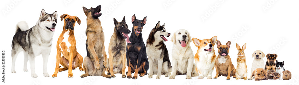 set, group of pets set, group of pets