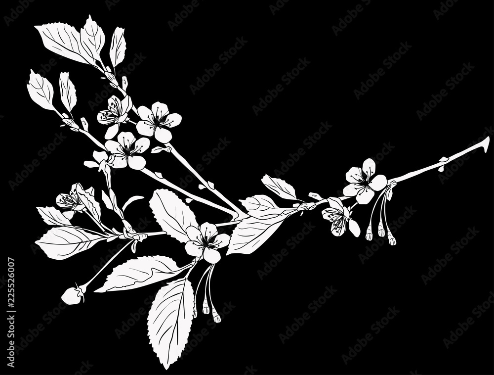 Fototapeta premium white silhouette of isolated blossom cherry tree branch