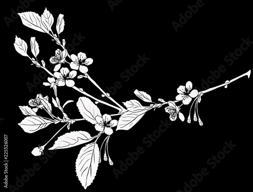 white silhouette of isolated blossom cherry tree branch