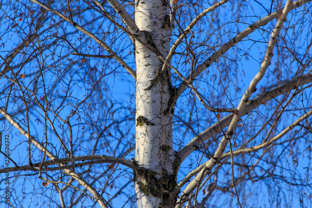 Naked birch in winter against the background of blue sky Naked birch in winter against the background of blue sky