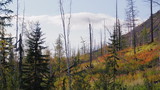 tundra autumn-1