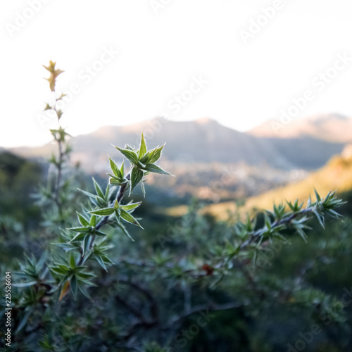 Flowers and leaves