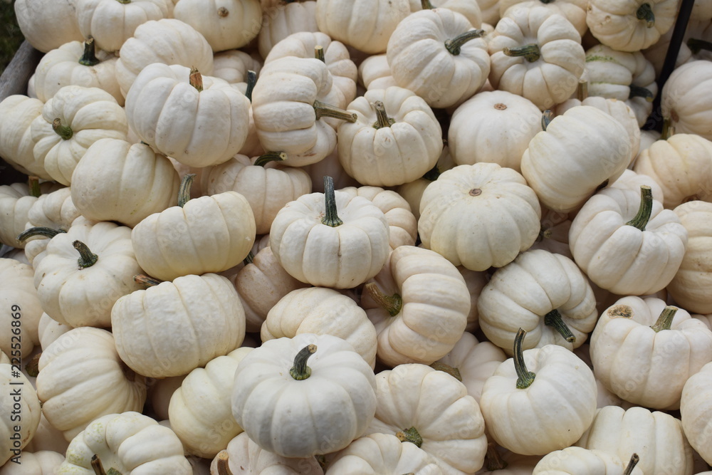 pumpkin Mix 13 pumpkin Mix 13