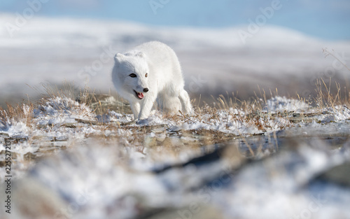 Arctic fox cub (Vulpes lagopus) in autumn snow in Dovre mountains, Norway © STUEDAL