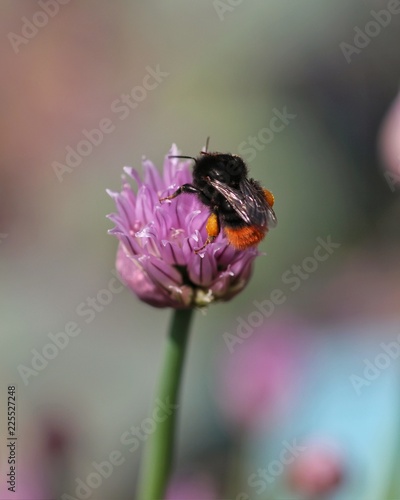 Bee on purple flower © madame_fayn