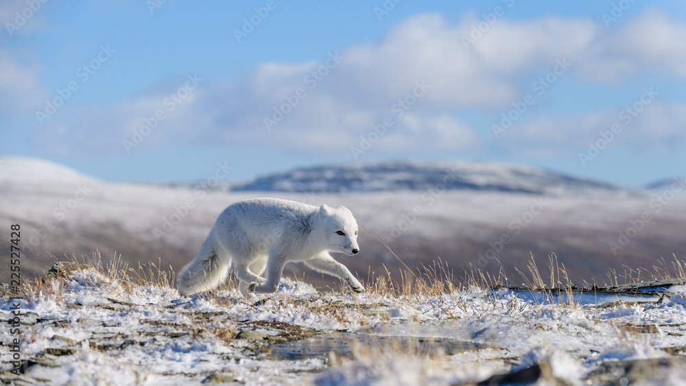 Arctic fox cub (Vulpes lagopus) in autumn snow in Dovre mountains, Norway Arctic fox cub (Vulpes lagopus) in autumn snow in Dovre mountains, Norway