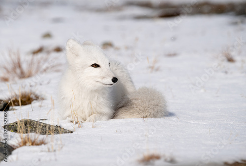 Arctic fox cub (Vulpes lagopus) in autumn snow in Dovre mountains, Norway