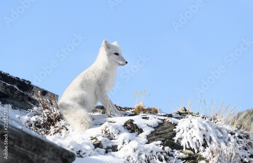 Arctic fox cub (Vulpes lagopus) in autumn snow in Dovre mountains, Norway