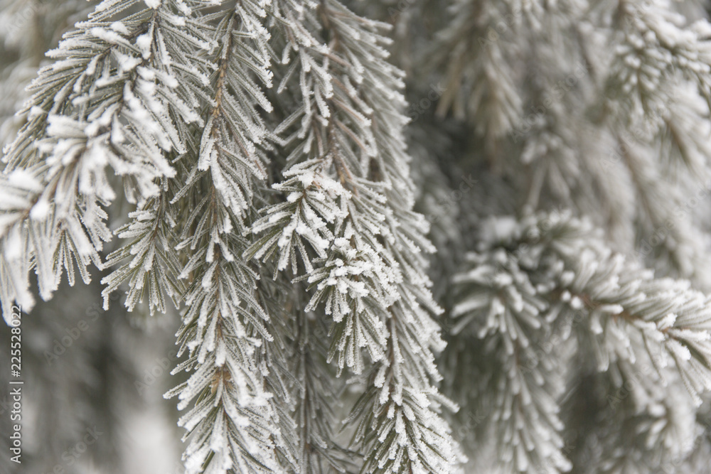 Snow-cowered fir branches. Winter blur background. Frost tree Snow-cowered fir branches. Winter blur background. Frost tree