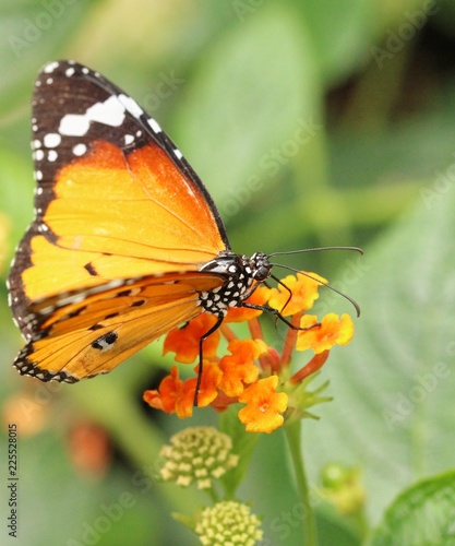 Orange butterlfy