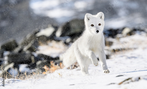 Arctic fox cub  Vulpes lagopus  in autumn snow in Dovre mountains  Norway