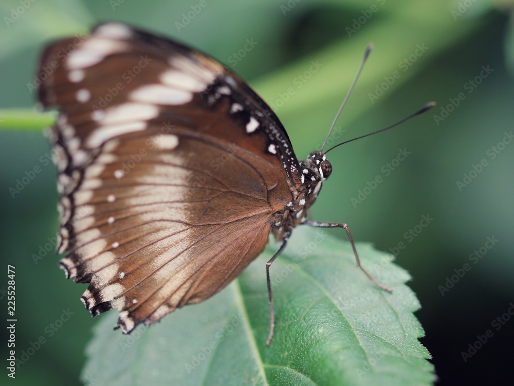 Brown butterfly Brown butterfly