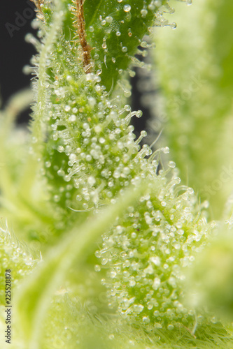 Cannabis Buds and Leaves Macro