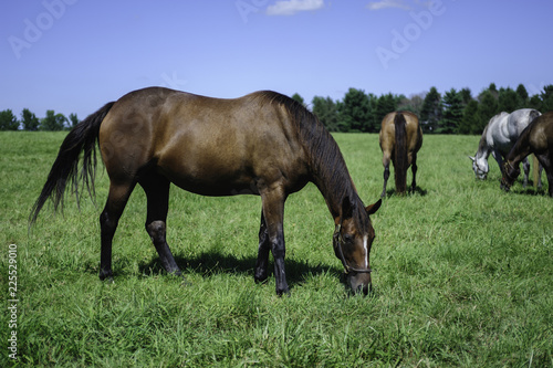 Horse grazing © Barrys Gallery 