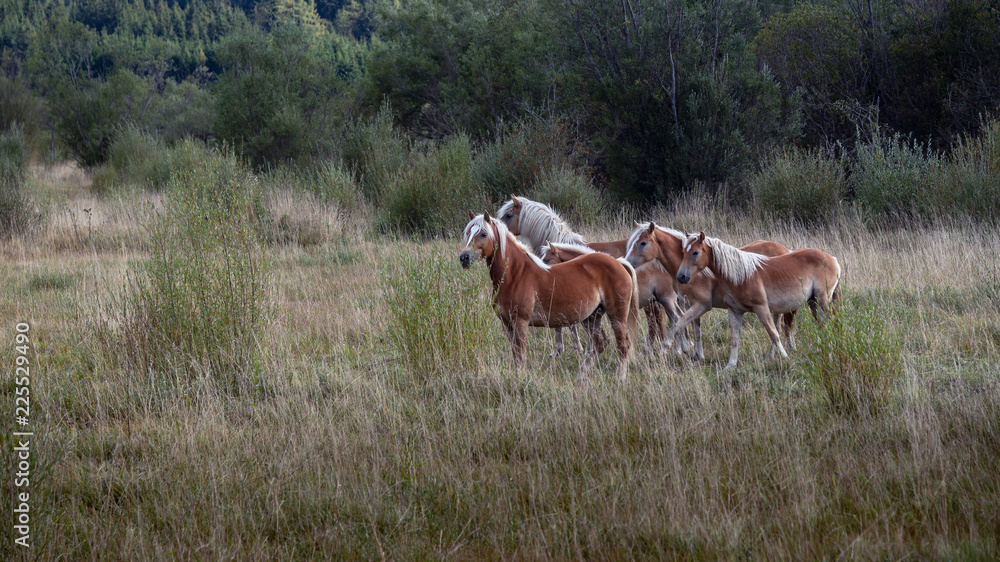 Araber-Haflinger auf der Weide Araber-Haflinger auf der Weide