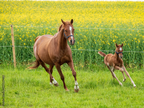 Brown mare and foal on grass