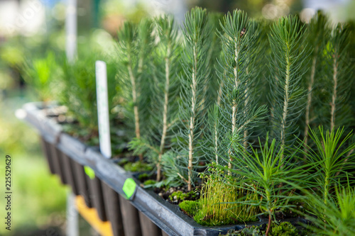 Saplings of pine, spruce, fir, sequoia and other coniferous trees in pots in plant nursery. Shop of plants, garden store