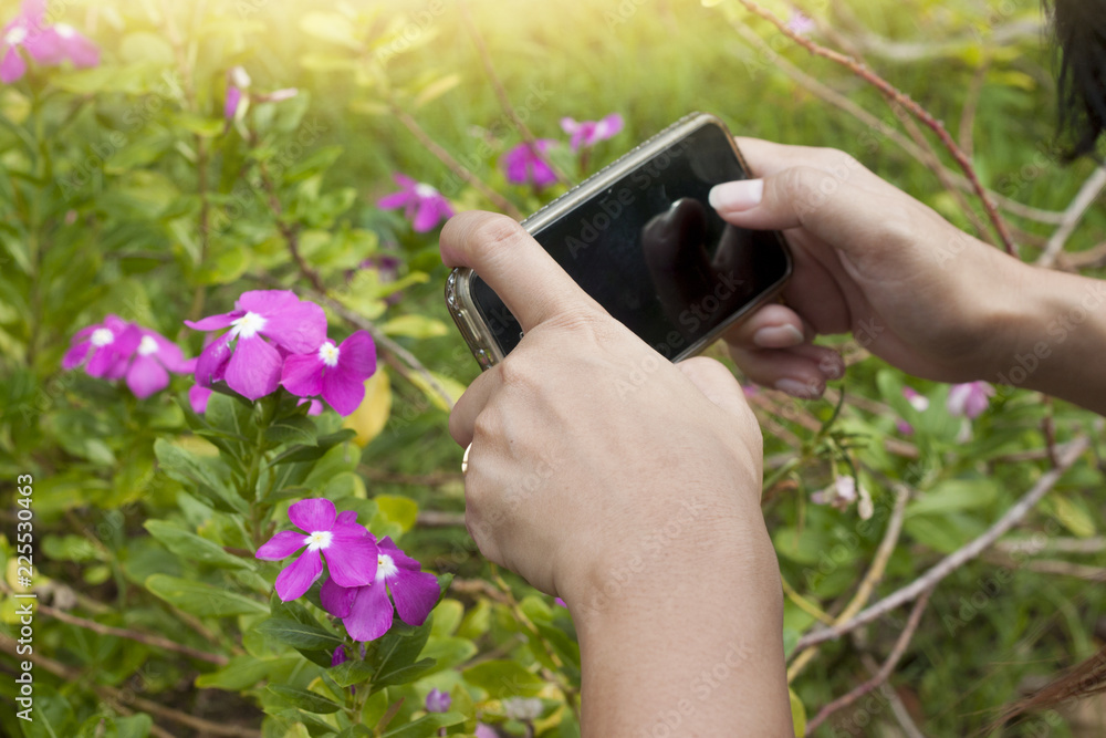Hand of women take photo by smartphone to pink flower in the garden.