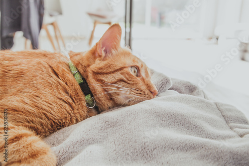 Chat roux collier vert