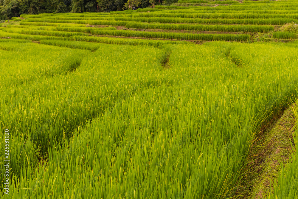 Obraz premium Small house and rice terraces field at pabongpaing village rice terraces Mae-Jam Chiang mai, Thailand