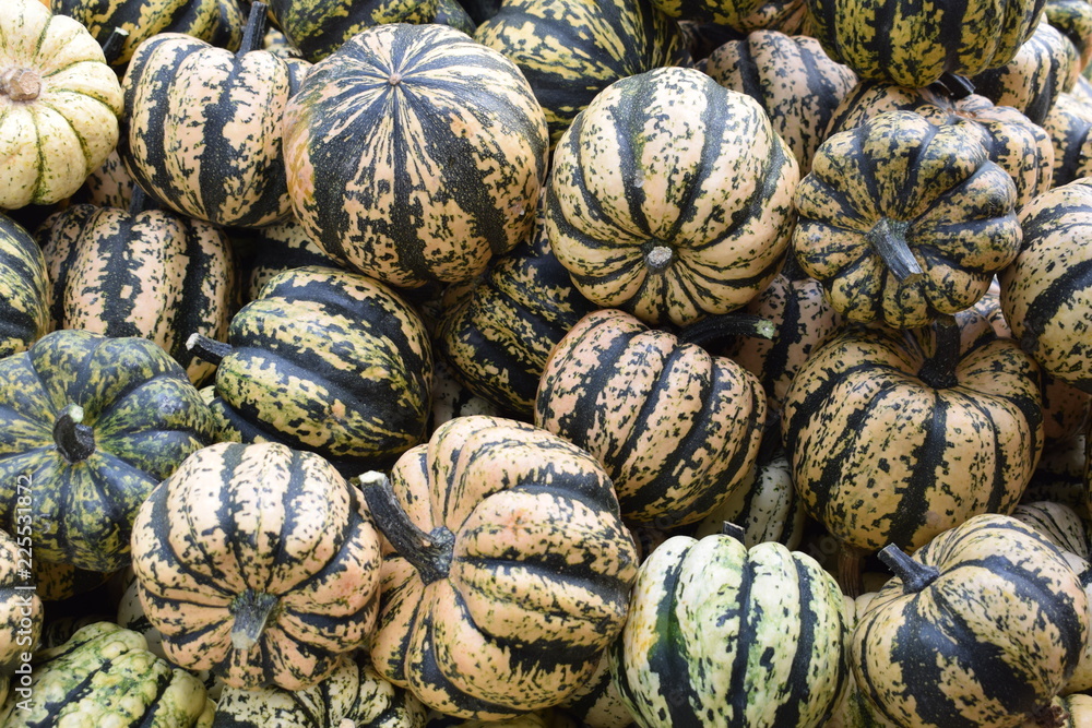 pumpkin Mix 2 pumpkin Mix 2