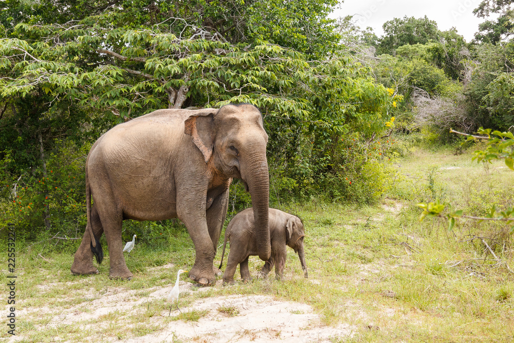 Fototapeta premium Elephant cow walking with baby elephant in Yala National Park