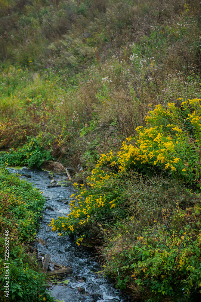 Autumn natural background, landscape: reeds and dry grass near the pond. Autumn natural background, landscape: reeds and dry grass near the pond.