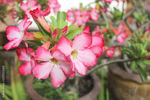 Fototapeta Naklejka Na Ścianę i Meble -  Beautiful Pink of Adenium flower with blur background.