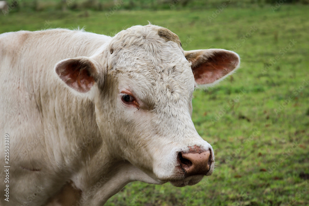 Rind, Rinder, Kuh, Kühe auf der Weide, Koppel 