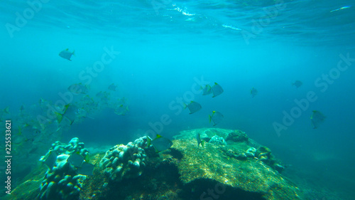 fish and coral reef, indian ocean © Happy monkey