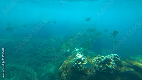 fish and coral reef, indian ocean © Happy monkey