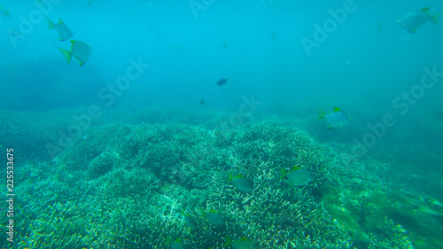 fish and coral reef  indian ocean
