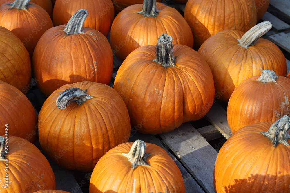 Pumpkins at a Farm Pumpkins at a Farm
