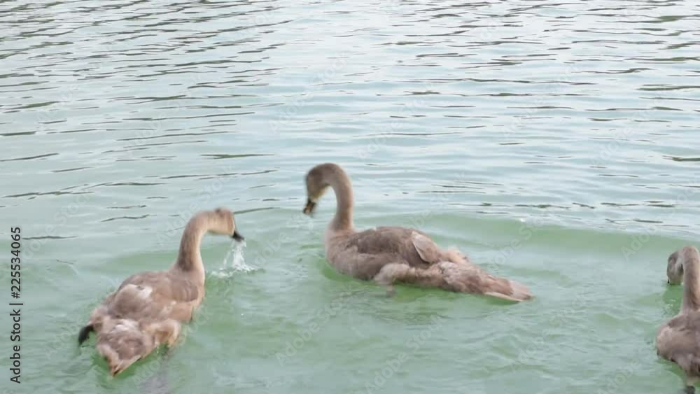 swans on the lake, soft focus swans on the lake, soft focus