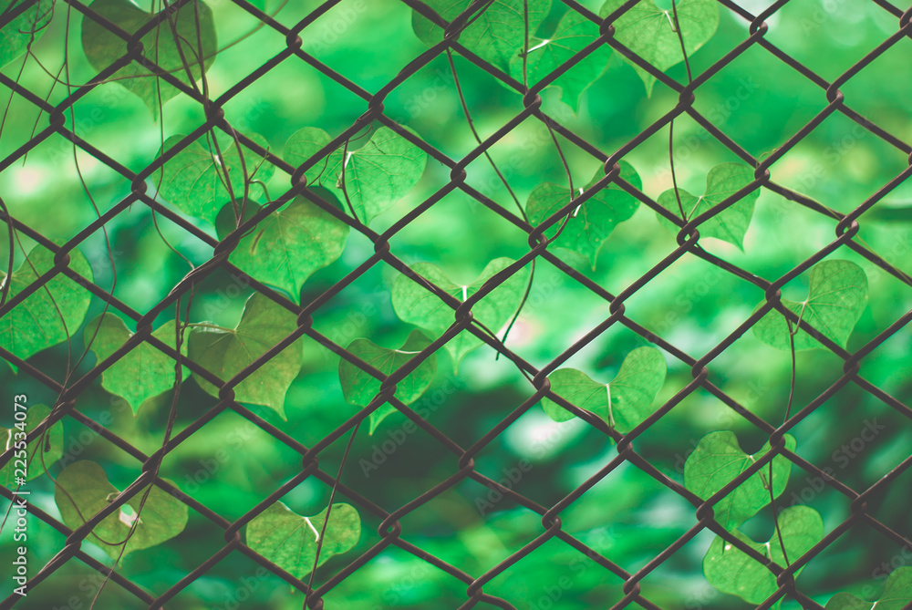 beautiful weed, beautiful unwanted flora on fencing beautiful weed, beautiful unwanted flora on fencing