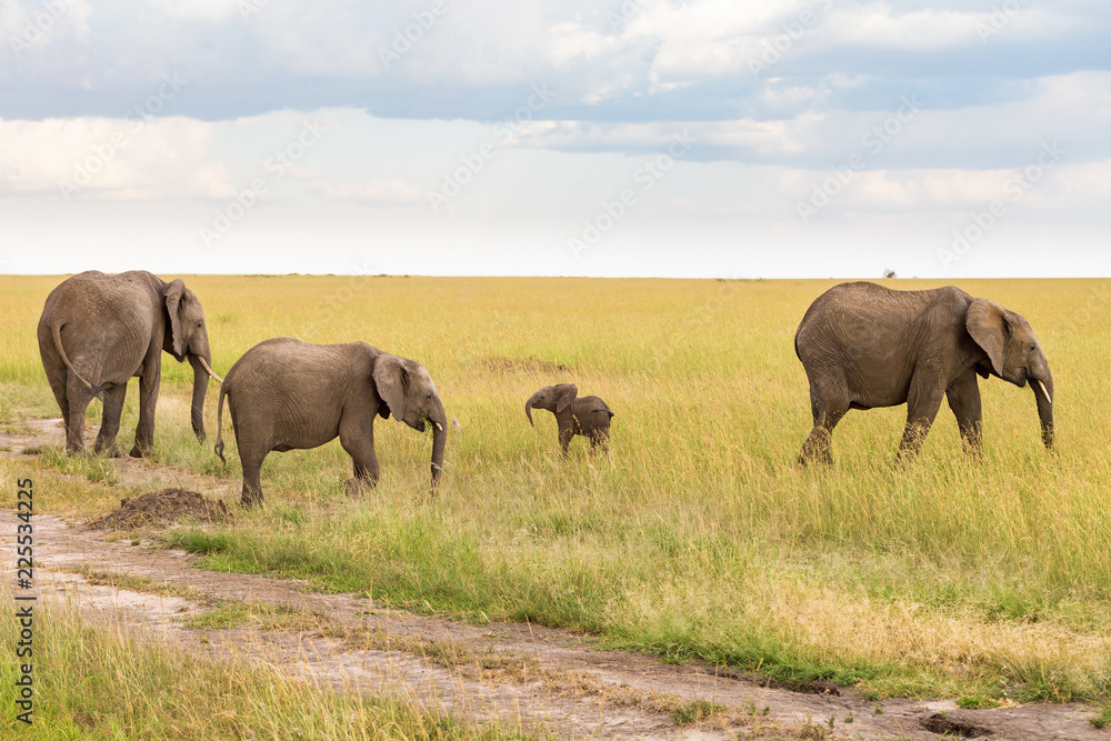 Elephants with a small calf in the savanna in Africa