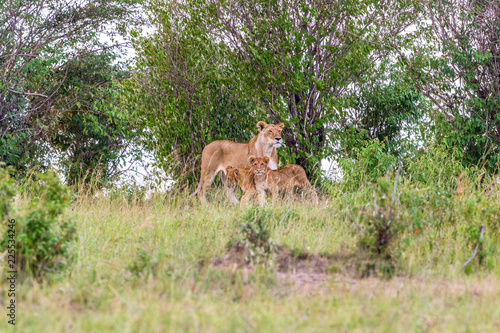 Lioness with cubs in a grove of trees on the savanna