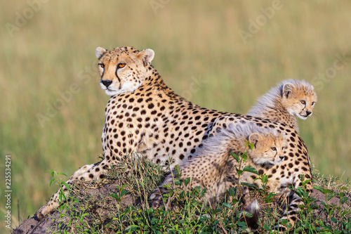 Cheetah cubs with their mother on the African savanna