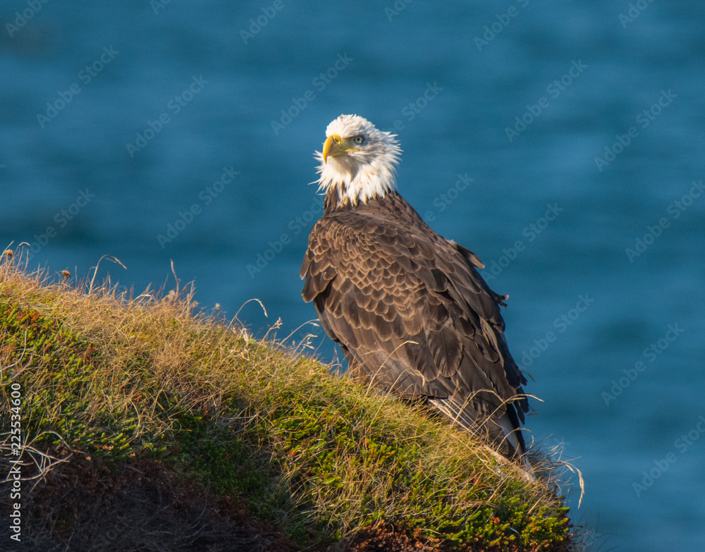 Fototapeta premium Majestic Bald Eagle