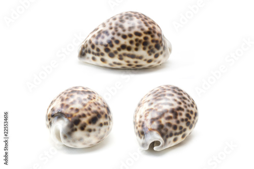 Tiger cowrie (Cypraea tigris) seashell
