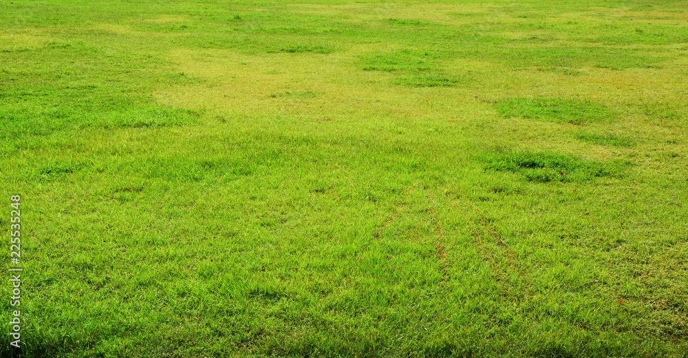Fototapeta premium Green grass background texture.