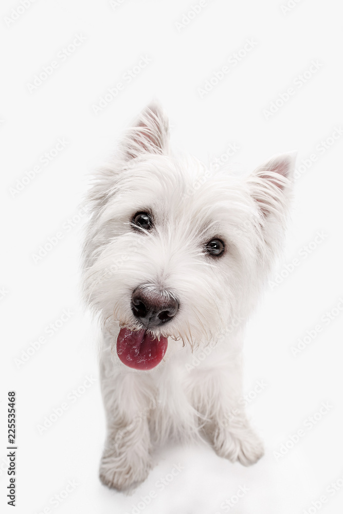 The west highland terrier dog in front of white studio background The west highland terrier dog in front of white studio background