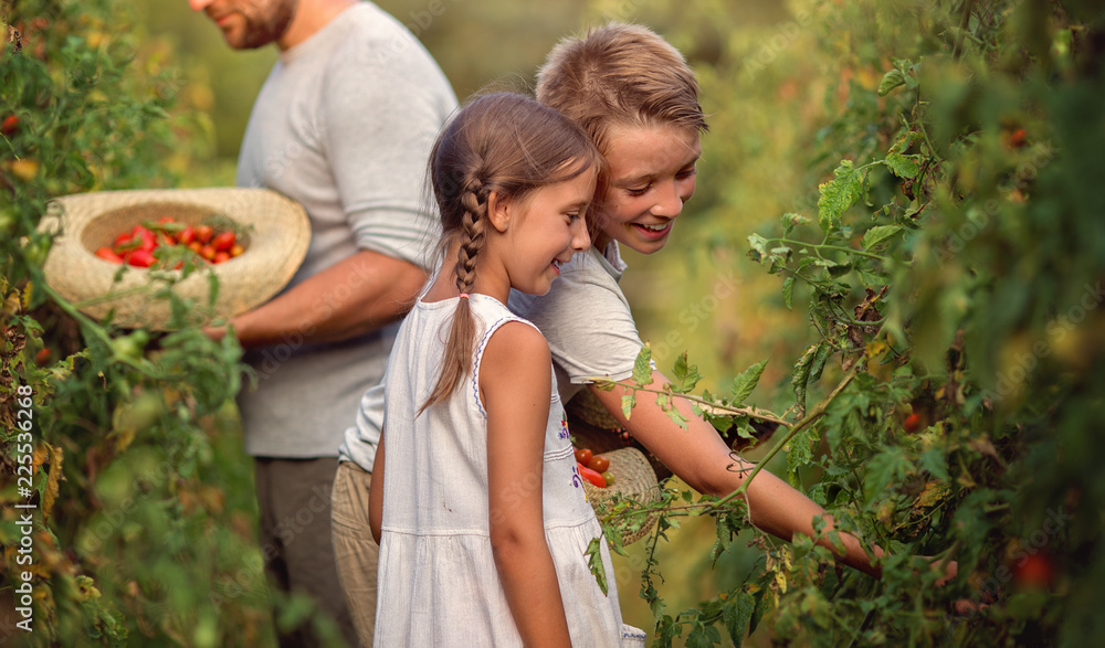 Fototapeta premium Harvest