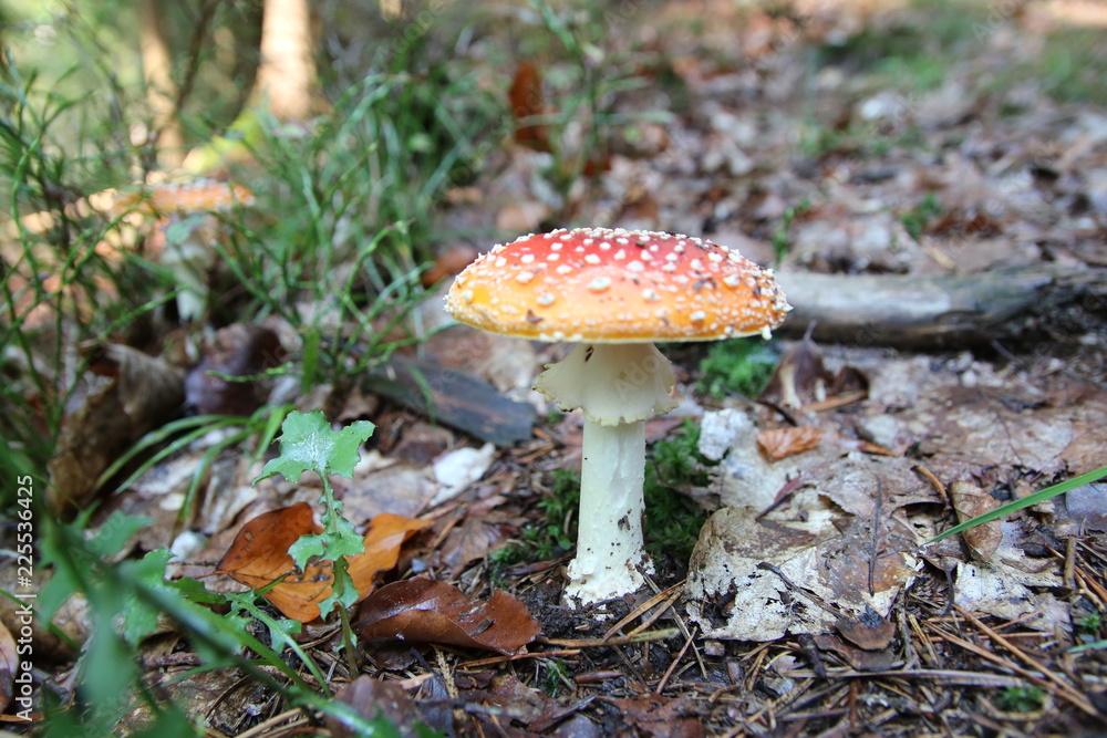 Fliegenpilz Fliegenpilz