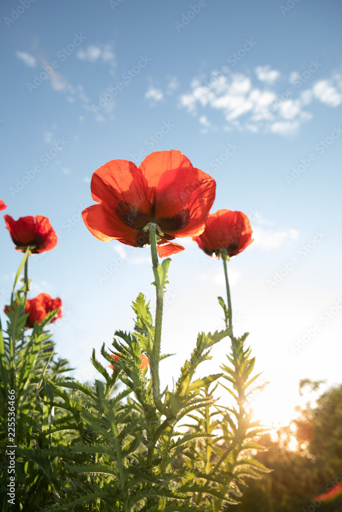 Obraz premium close up view of nice red poppy on blue sky background