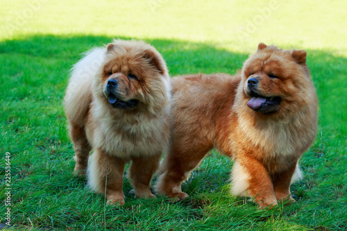 Dog breed chow chow