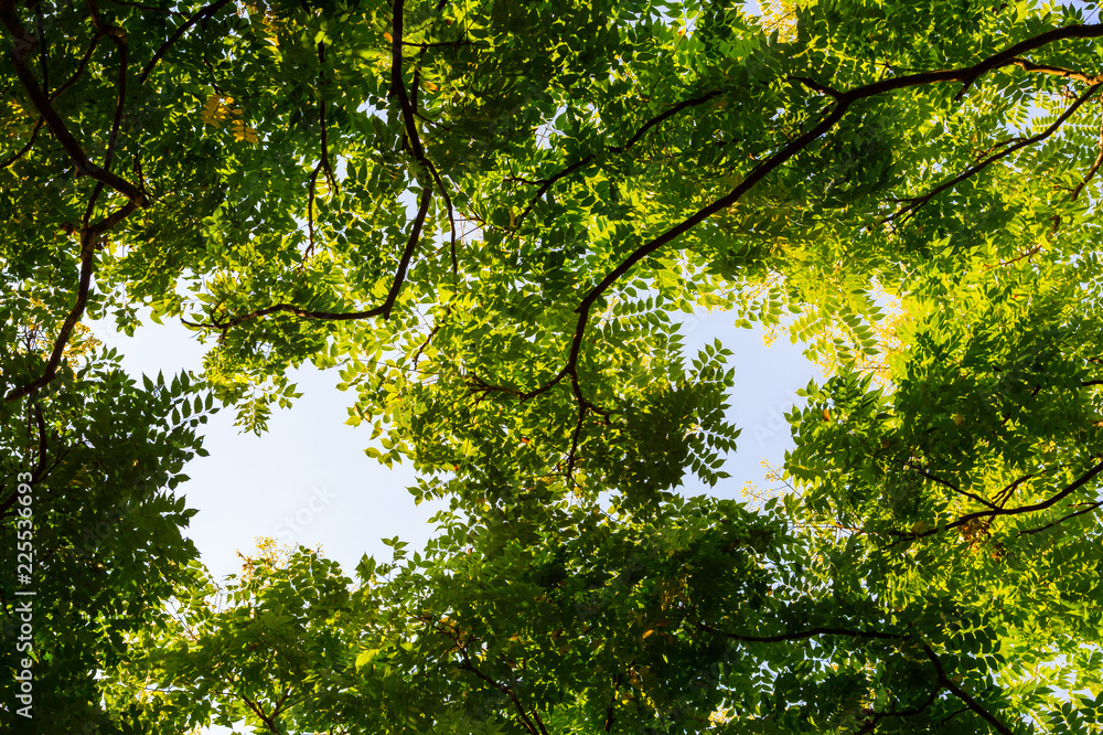 Fototapeta premium Top view with tree branch and blue sky