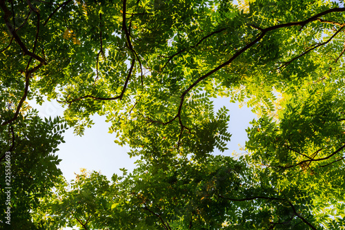 Top view with tree branch and blue sky